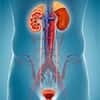Urological-Diseases-c7CRU